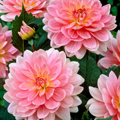 Decorative Collection Dahlia Bulbs Perennial Growing Bonsai Roots Rhizomes Corms Tubers Potted Planting Reblooming Fragrant Garden Species Blooms Flower Seeds Plant Gardening