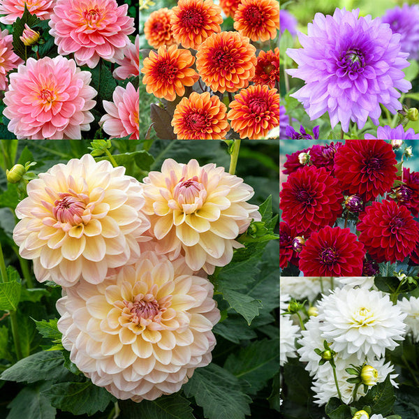 Decorative Collection Dahlia Bulbs Perennial Growing Bonsai Roots Rhizomes Corms Tubers Potted Planting Reblooming Fragrant Garden Species Blooms Flower Seeds Plant Gardening