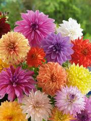 Dahlia Decorative Mixed Bulbs Perennial Growing Bonsai Roots Rhizomes Corms Tubers Potted Planting Reblooming Fragrant Garden Species Blooms Flower Seeds Plant Gardening