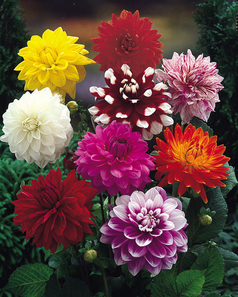 Dahlia Decorative Mixed Bulbs Perennial Growing Bonsai Roots Rhizomes Corms Tubers Potted Planting Reblooming Fragrant Garden Species Blooms Flower Seeds Plant Gardening
