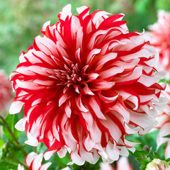 Dinner Plate Collection Dahlia Bulbs Perennial Growing Bonsai Roots Rhizomes Corms Tubers Potted Planting Reblooming Fragrant Garden Species Blooms Flower Seeds Plant Gardening
