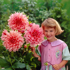 Dinner Plate Collection Dahlia Bulbs Perennial Growing Bonsai Roots Rhizomes Corms Tubers Potted Planting Reblooming Fragrant Garden Species Blooms Flower Seeds Plant Gardening