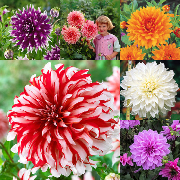 Dinner Plate Collection Dahlia Bulbs Perennial Growing Bonsai Roots Rhizomes Corms Tubers Potted Planting Reblooming Fragrant Garden Species Blooms Flower Seeds Plant Gardening