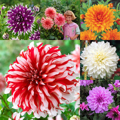 Dinner Plate Collection Dahlia Bulbs Perennial Growing Bonsai Roots Rhizomes Corms Tubers Potted Planting Reblooming Fragrant Garden Species Blooms Flower Seeds Plant Gardening