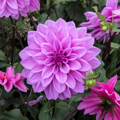 Dinner Plate Collection Dahlia Bulbs Perennial Growing Bonsai Roots Rhizomes Corms Tubers Potted Planting Reblooming Fragrant Garden Species Blooms Flower Seeds Plant Gardening