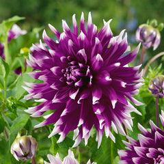 Dinner Plate Collection Dahlia Bulbs Perennial Growing Bonsai Roots Rhizomes Corms Tubers Potted Planting Reblooming Fragrant Garden Species Blooms Flower Seeds Plant Gardening