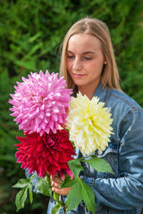 Dinner Plate mix Dahlia Bulbs Perennial Growing Bonsai Roots Rhizomes Corms Tubers Potted Planting Reblooming Fragrant Garden Species Blooms Flower Seeds Plant Gardening
