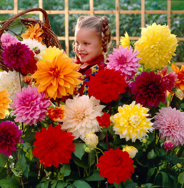 Dinner Plate mix Dahlia Bulbs Perennial Growing Bonsai Roots Rhizomes Corms Tubers Potted Planting Reblooming Fragrant Garden Species Blooms Flower Seeds Plant Gardening