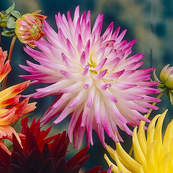 Dahlia Cactus A Dutch Explosion Bulbs Perennial Growing Bonsai Roots Rhizomes Corms Tubers Potted Planting Reblooming Fragrant Garden Species Blooms Flower Seeds Plant Gardening