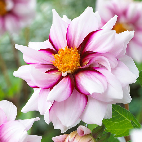 Dahlia Edge of Joy Bulbs Perennial Growing Bonsai Roots Rhizomes Corms Tubers Potted Planting Reblooming Fragrant Garden Species Blooms Flower Seeds Plant Gardening