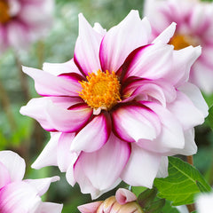 Dahlia Edge of Joy Bulbs Perennial Growing Bonsai Roots Rhizomes Corms Tubers Potted Planting Reblooming Fragrant Garden Species Blooms Flower Seeds Plant Gardening