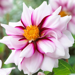Dahlia Edge of Joy Bulbs Perennial Growing Bonsai Roots Rhizomes Corms Tubers Potted Planting Reblooming Fragrant Garden Species Blooms Flower Seeds Plant Gardening