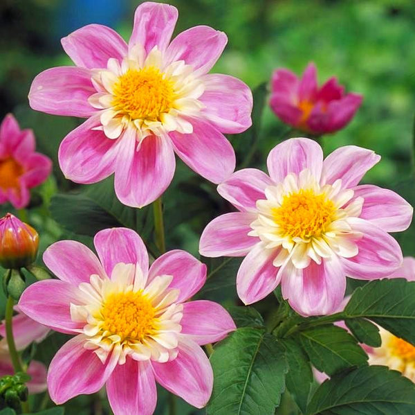 Dahlia Impression Famosa Bulbs Perennial Growing Bonsai Roots Rhizomes Corms Tubers Potted Planting Reblooming Fragrant Garden Species Blooms Flower Seeds Plant Gardening