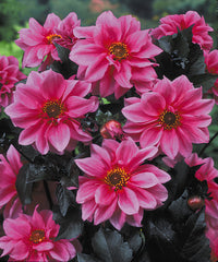 Dahlia Fascination Bulbs Perennial Growing Bonsai Roots Rhizomes Corms Tubers Potted Planting Reblooming Fragrant Garden Species Blooms Flower Seeds Plant Gardening