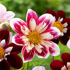 Collarette Fashion Monger Dahlia Bulbs Perennial Growing Bonsai Roots Rhizomes Corms Tubers Potted Planting Reblooming Fragrant Garden Species Blooms Flower Seeds Plant Gardening