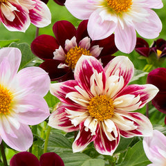 Collarette Fashion Monger Dahlia Bulbs Perennial Growing Bonsai Roots Rhizomes Corms Tubers Potted Planting Reblooming Fragrant Garden Species Blooms Flower Seeds Plant Gardening