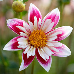 Collarette Fashion Monger Dahlia Bulbs Perennial Growing Bonsai Roots Rhizomes Corms Tubers Potted Planting Reblooming Fragrant Garden Species Blooms Flower Seeds Plant Gardening