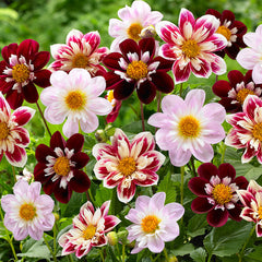 Collarette Fashion Monger Dahlia Bulbs Perennial Growing Bonsai Roots Rhizomes Corms Tubers Potted Planting Reblooming Fragrant Garden Species Blooms Flower Seeds Plant Gardening