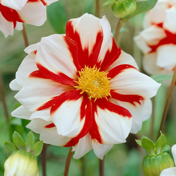 Fire and Ice Dahlia Bulbs Perennial Growing Bonsai Roots Rhizomes Corms Tubers Potted Planting Reblooming Fragrant Garden Species Blooms Flower Seeds Plant Gardening