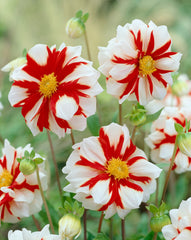 Fire and Ice Dahlia Bulbs Perennial Growing Bonsai Roots Rhizomes Corms Tubers Potted Planting Reblooming Fragrant Garden Species Blooms Flower Seeds Plant Gardening