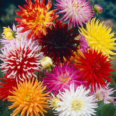 Friquolet Dahlia Bulbs Perennial Growing Bonsai Roots Rhizomes Corms Tubers Potted Planting Reblooming Fragrant Garden Species Blooms Flower Seeds Plant Gardening
