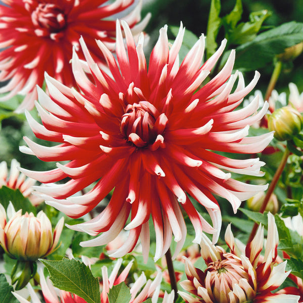 Friquolet Dahlia Bulbs Perennial Growing Bonsai Roots Rhizomes Corms Tubers Potted Planting Reblooming Fragrant Garden Species Blooms Flower Seeds Plant Gardening