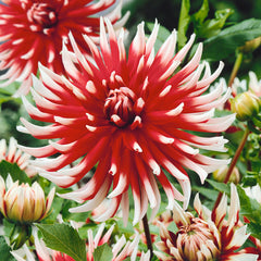 Friquolet Dahlia Bulbs Perennial Growing Bonsai Roots Rhizomes Corms Tubers Potted Planting Reblooming Fragrant Garden Species Blooms Flower Seeds Plant Gardening