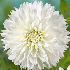 Fubuki Myama Dahlia Bulbs Perennial Growing Bonsai Roots Rhizomes Corms Tubers Potted Planting Reblooming Fragrant Garden Species Blooms Flower Seeds Plant Gardening