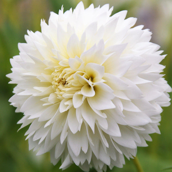 Fubuki Myama Dahlia Bulbs Perennial Growing Bonsai Roots Rhizomes Corms Tubers Potted Planting Reblooming Fragrant Garden Species Blooms Flower Seeds Plant Gardening