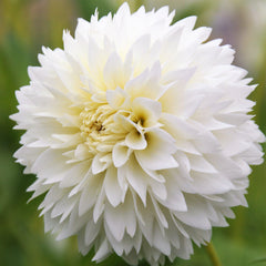 Fubuki Myama Dahlia Bulbs Perennial Growing Bonsai Roots Rhizomes Corms Tubers Potted Planting Reblooming Fragrant Garden Species Blooms Flower Seeds Plant Gardening