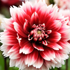 Fubuki Red and White Dahlia Bulbs Perennial Growing Bonsai Roots Rhizomes Corms Tubers Potted Planting Reblooming Fragrant Garden Species Blooms Flower Seeds Plant Gardening