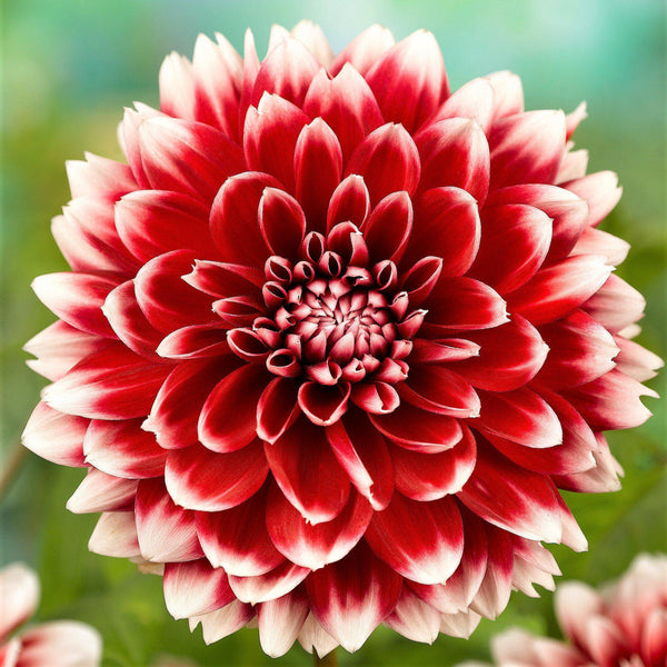 Fubuki Red and White Dahlia Bulbs Perennial Growing Bonsai Roots Rhizomes Corms Tubers Potted Planting Reblooming Fragrant Garden Species Blooms Flower Seeds Plant Gardening
