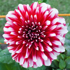 Fubuki Red and White Dahlia Bulbs Perennial Growing Bonsai Roots Rhizomes Corms Tubers Potted Planting Reblooming Fragrant Garden Species Blooms Flower Seeds Plant Gardening