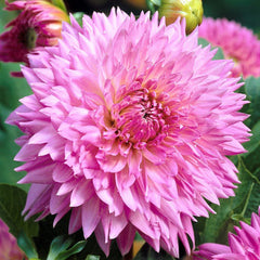 Fubuki Sakura Dahlia Bulbs Perennial Growing Bonsai Roots Rhizomes Corms Tubers Potted Planting Reblooming Fragrant Garden Species Blooms Flower Seeds Plant Gardening