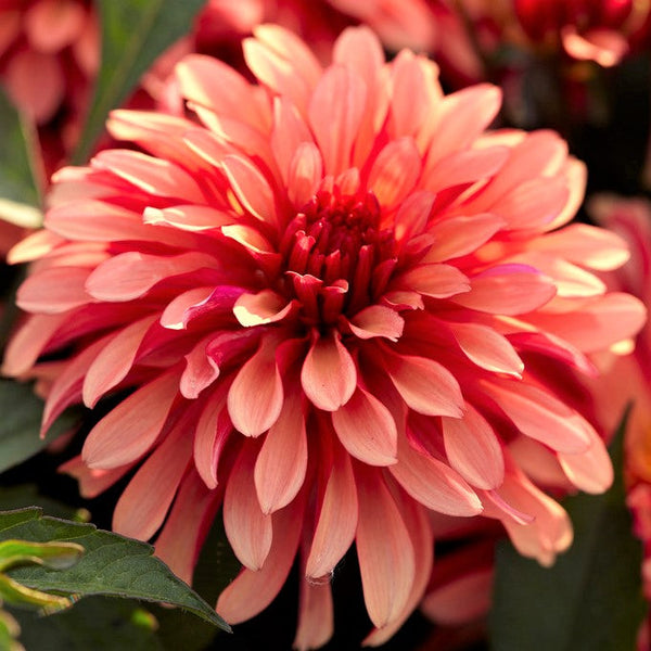 Gallery Art Deco Dahlia Bulbs Perennial Growing Bonsai Roots Rhizomes Corms Tubers Potted Planting Reblooming Fragrant Garden Species Blooms Flower Seeds Plant Gardening