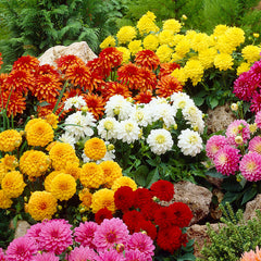 Gallery Art Deco Dahlia Bulbs Perennial Growing Bonsai Roots Rhizomes Corms Tubers Potted Planting Reblooming Fragrant Garden Species Blooms Flower Seeds Plant Gardening