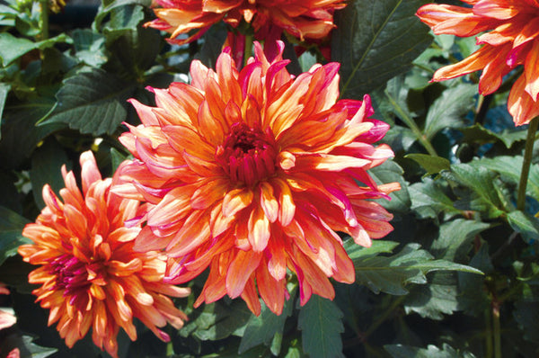 Gallery Art Deco Dahlia Bulbs Perennial Growing Bonsai Roots Rhizomes Corms Tubers Potted Planting Reblooming Fragrant Garden Species Blooms Flower Seeds Plant Gardening