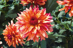 Gallery Art Deco Dahlia Bulbs Perennial Growing Bonsai Roots Rhizomes Corms Tubers Potted Planting Reblooming Fragrant Garden Species Blooms Flower Seeds Plant Gardening