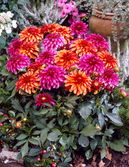 Gallery Art Nouveau Dahlia Bulbs Perennial Growing Bonsai Roots Rhizomes Corms Tubers Potted Planting Reblooming Fragrant Garden Species Blooms Flower Seeds Plant Gardening