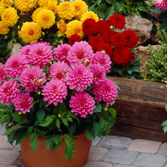 Gallery Art Nouveau Dahlia Bulbs Perennial Growing Bonsai Roots Rhizomes Corms Tubers Potted Planting Reblooming Fragrant Garden Species Blooms Flower Seeds Plant Gardening