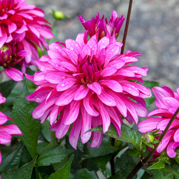 Gallery Art Nouveau Dahlia Bulbs Perennial Growing Bonsai Roots Rhizomes Corms Tubers Potted Planting Reblooming Fragrant Garden Species Blooms Flower Seeds Plant Gardening