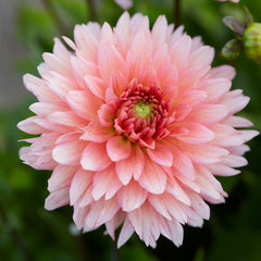 Dahlia Gallery Leonardo Bulbs Perennial Growing Bonsai Roots Rhizomes Corms Tubers Potted Planting Reblooming Fragrant Garden Species Blooms Flower Seeds Plant Gardening