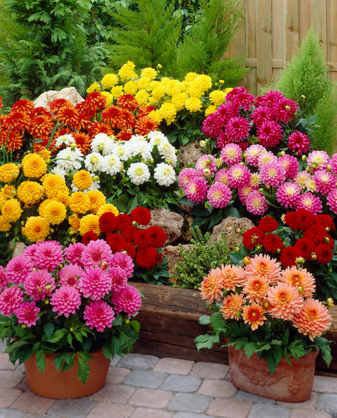 Gallery Dahlia Mixed Bulbs Perennial Growing Bonsai Roots Rhizomes Corms Tubers Potted Planting Reblooming Fragrant Garden Species Blooms Flower Seeds Plant Gardening