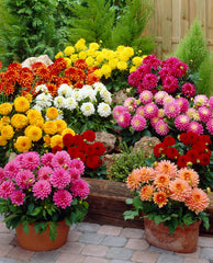 Gallery Dahlia Mixed Bulbs Perennial Growing Bonsai Roots Rhizomes Corms Tubers Potted Planting Reblooming Fragrant Garden Species Blooms Flower Seeds Plant Gardening