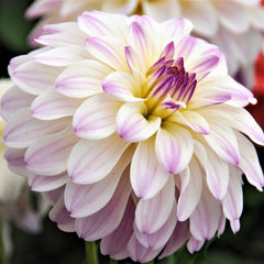 Gallery Monet Dahlia Bulbs Perennial Growing Bonsai Roots Rhizomes Corms Tubers Potted Planting Reblooming Fragrant Garden Species Blooms Flower Seeds Plant Gardening