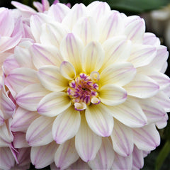Gallery Monet Dahlia Bulbs Perennial Growing Bonsai Roots Rhizomes Corms Tubers Potted Planting Reblooming Fragrant Garden Species Blooms Flower Seeds Plant Gardening