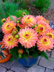 Gallery Pablo Dahlia Bulbs Perennial Growing Bonsai Roots Rhizomes Corms Tubers Potted Planting Reblooming Fragrant Garden Species Blooms Flower Seeds Plant Gardening