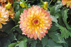 Gallery Pablo Dahlia Bulbs Perennial Growing Bonsai Roots Rhizomes Corms Tubers Potted Planting Reblooming Fragrant Garden Species Blooms Flower Seeds Plant Gardening
