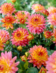 Gallery Pablo Dahlia Bulbs Perennial Growing Bonsai Roots Rhizomes Corms Tubers Potted Planting Reblooming Fragrant Garden Species Blooms Flower Seeds Plant Gardening