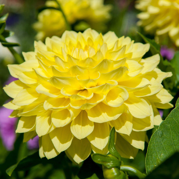 Gallery Pinto Dahlia Bulbs Perennial Growing Bonsai Roots Rhizomes Corms Tubers Potted Planting Reblooming Fragrant Garden Species Blooms Flower Seeds Plant Gardening